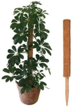 Coco Pole 1m Plant Support