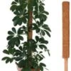 Coco Pole 0.6m Plant Support 1 Coco Pole 0.6m Plant Support -Garden Care Shop 333 500 5f4675 7527 cocop12