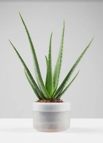 Boskke Till Planter Single 10.5cm - Clear 3 Boskke Till Planter Single 10.5cm - Clear