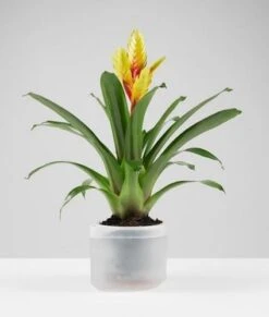 Boskke Till Planter Single 12cm - Clear