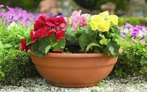 Andromeda Bowl Planter 21cm With Matching Saucer - Terracotta Effect 6 Andromeda Bowl Planter 21cm With Matching Saucer - Terracotta Effect - Image 4