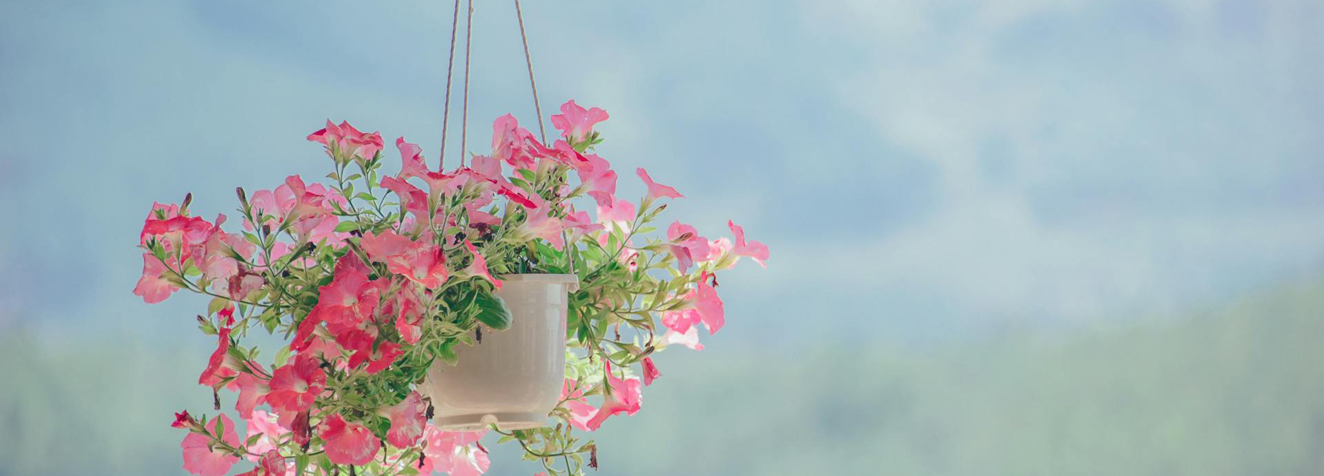 Garden Care Shop -Garden Care Shop pexels minan1398 906150